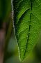 Capillary return in the leaf