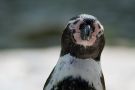 That is how penguins are winking!